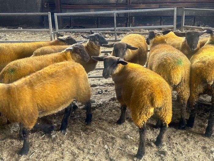 Ewe lambs