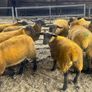 Ewe lambs Image 5