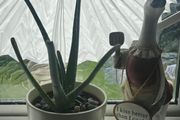 aloe vera with a pot