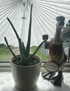 aloe vera with a pot