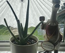 aloe vera with a pot
