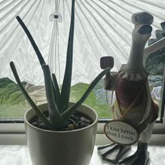 aloe vera with a pot
