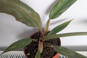 Philodendron Choco Empress Plant