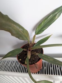 Philodendron Choco Empress Plant