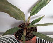 Philodendron Choco Empress Plant