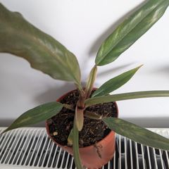 Philodendron Choco Empress Plant