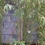 Bamboo plants Image 3