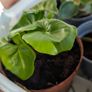 House plants in nursery pots Image 2