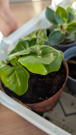 House plants in nursery pots