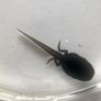 Ranitomeya tadpole tubs Image 8