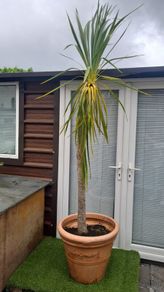 Palm Tree