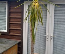 Palm Tree