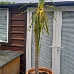 Palm Tree