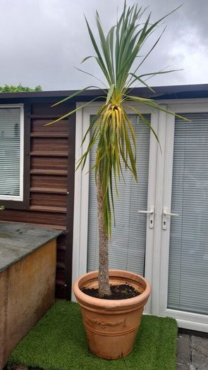 Palm Tree