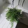 Aeschynanthus Hybrid indoor plant Image 4