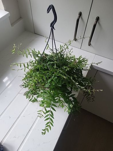 Aeschynanthus Hybrid indoor plant