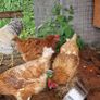Six hens an a rooster Image 4
