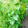 aspen ash trees available Image 3