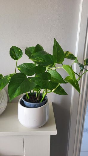 Trailing plants. Mature and young.