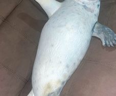 Life sized seal ornament