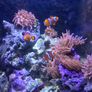 marine fish tank Image 10