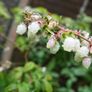 Blueberry bushes 5l pot Image 4