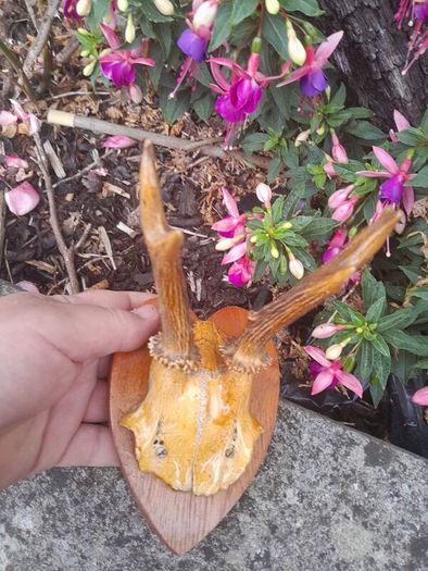 vintage hunting trophy