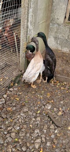 Ducks, Drakes, Ducklings
