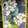 Skimmia Jap. Temptation Alba Image 2