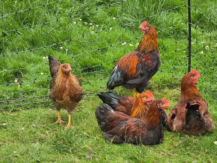 Welsummer rooster