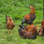 Welsummer rooster Image 4