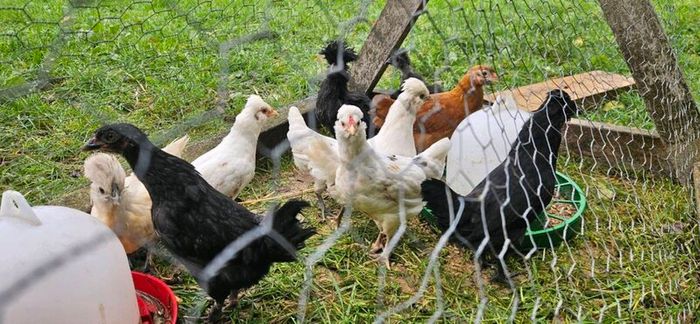 Chicks