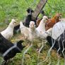 Chicks Image 5