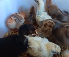 poultry