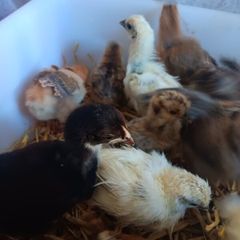 poultry