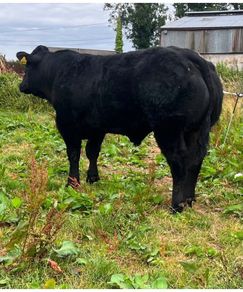 Bull