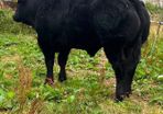 Bull