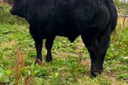Bull