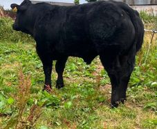 Bull