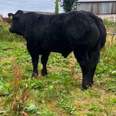 Bull