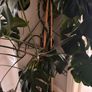 Monstera House plant Image 3
