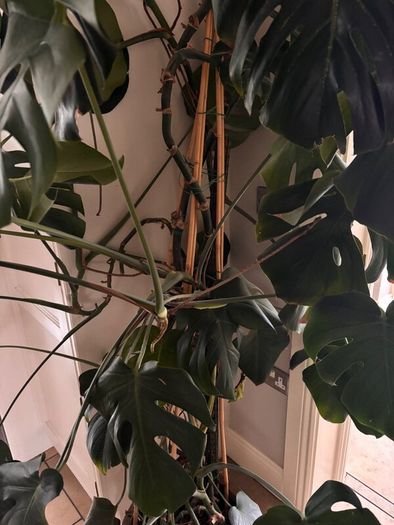 Monstera House plant