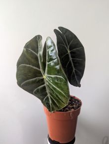 Alocasia pink Dragon Plant