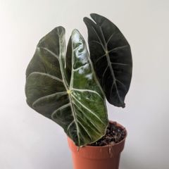 Alocasia pink Dragon Plant