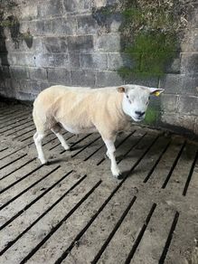 Selection of hogget rams