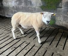 Selection of hogget rams