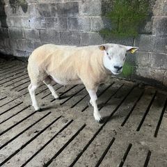 Selection of hogget rams