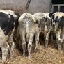 20 smashing blue bull Weanlings Image 3