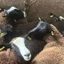 Ewe lambs Image 2