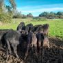 Cattle Image 2